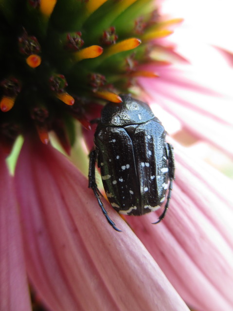 Oxythyrea funesta - sokpettyes virágbogár