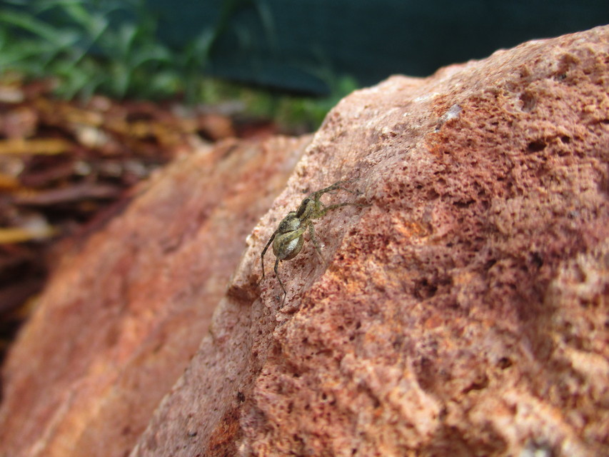 Pardosa agrestis - pusztai farkaspók