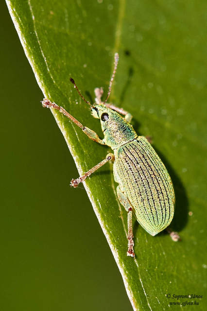 Polydrusus formosus - selymes lombormányos