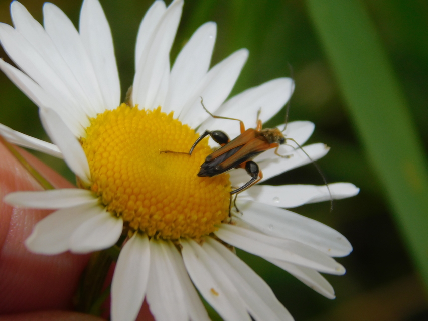 Oedemera podagrariae - székfű-álcincér