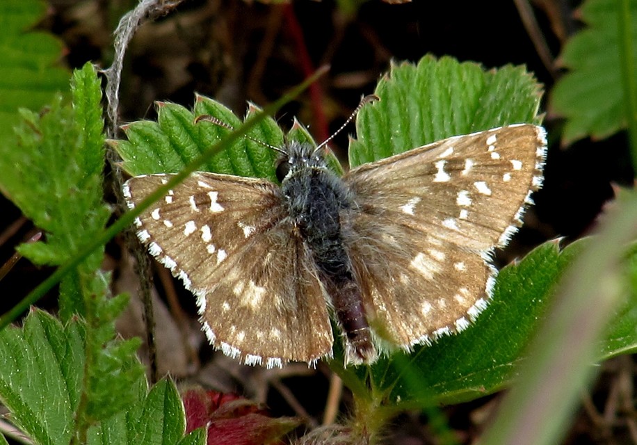 Pyrgus armoricanus - feles busalepke