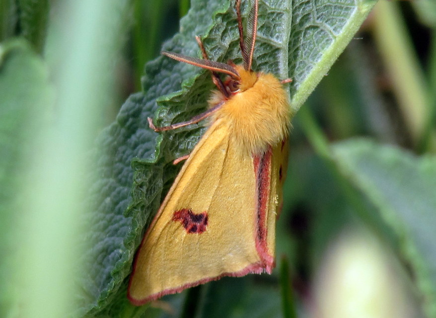 Diacrisia sannio - vörösszélű medvelepke