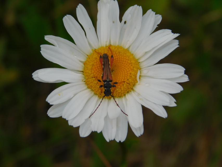 Stenopterus rufus - tarkacsápú keskenyfedőscincér