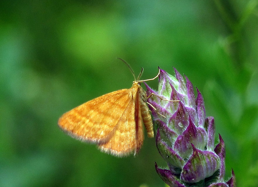 Idaea serpentata - kis sávosaraszoló