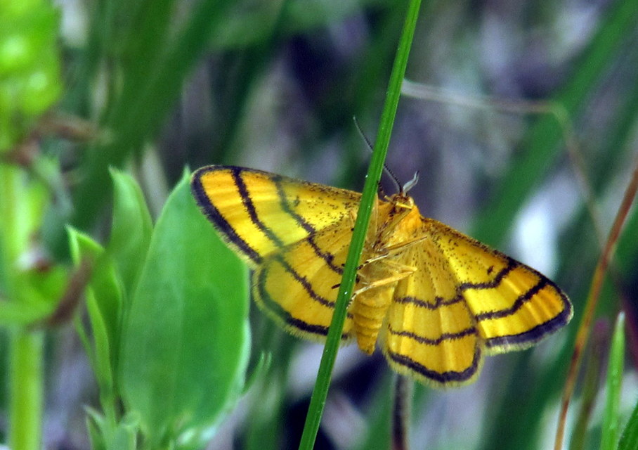 Idaea aureolaria - aranyos sávosaraszoló
