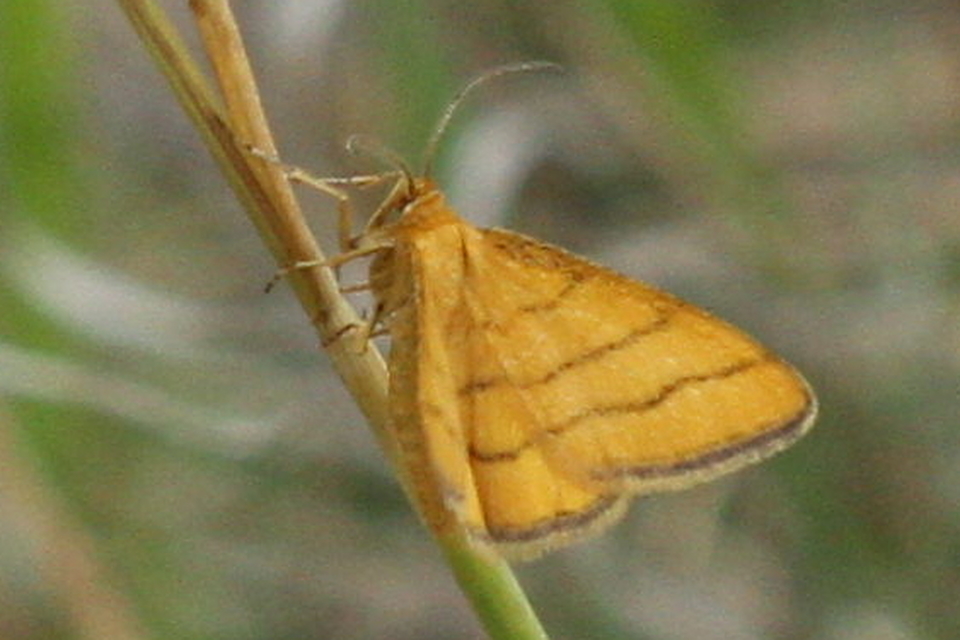 Idaea aureolaria - aranyos sávosaraszoló
