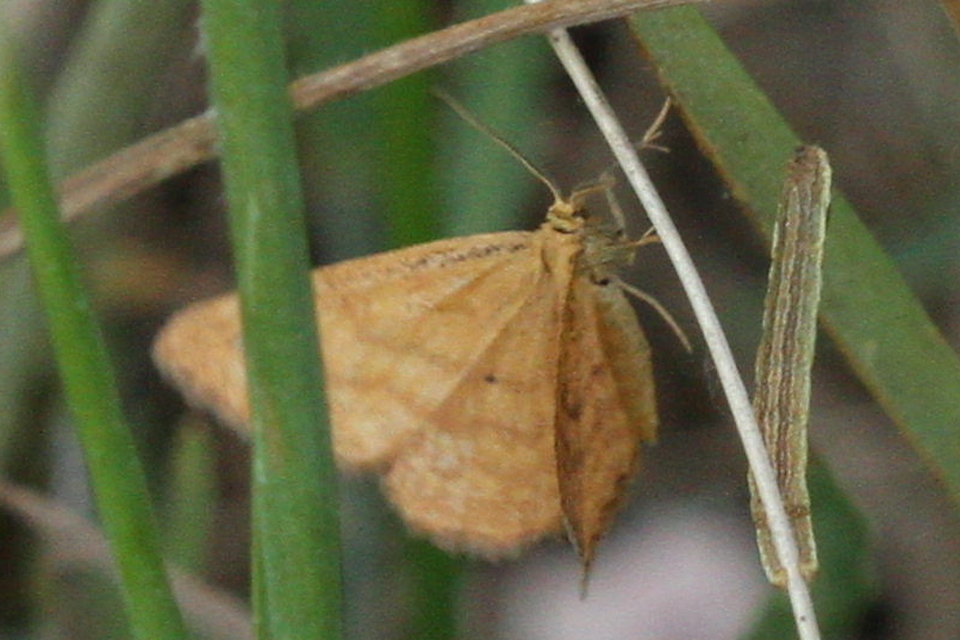 Idaea serpentata - kis sávosaraszoló