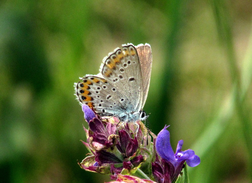 Plebejus argyrognomon - tintakék boglárka