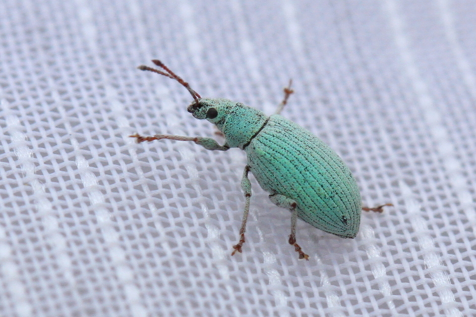 Phyllobius virideaeris - halványzöld levélormányos