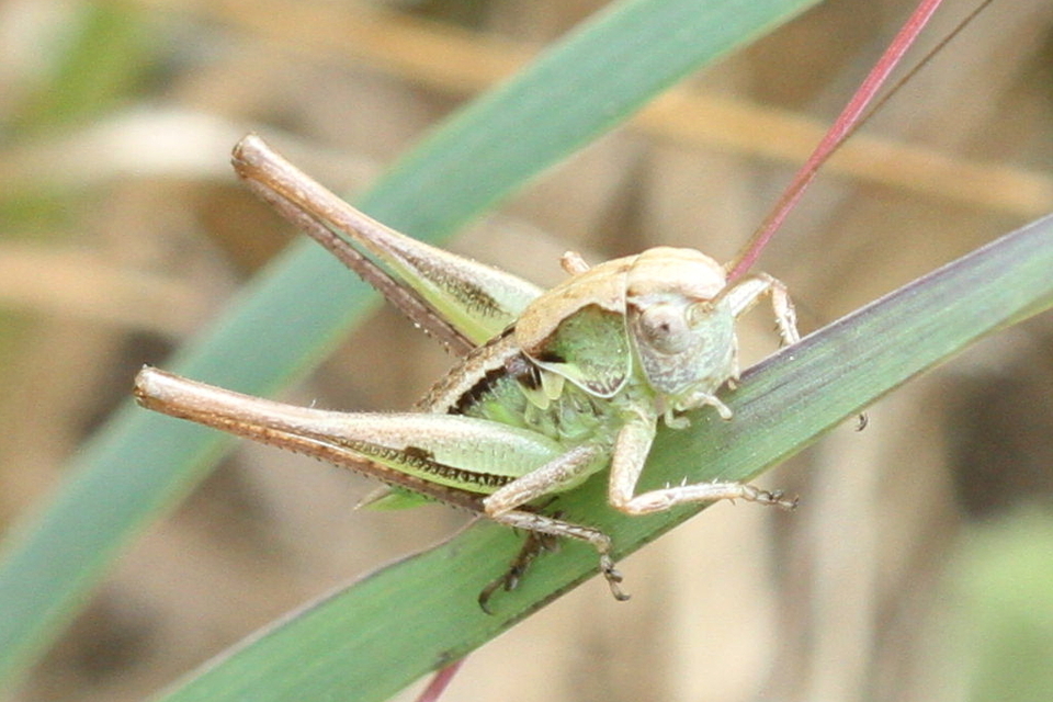 Platycleis