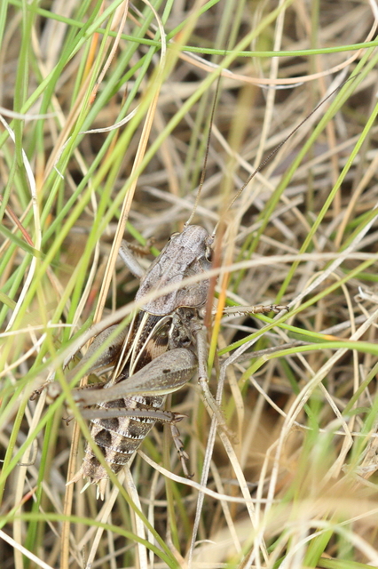 Decticus verrucivorus - szemölcsevő szöcske