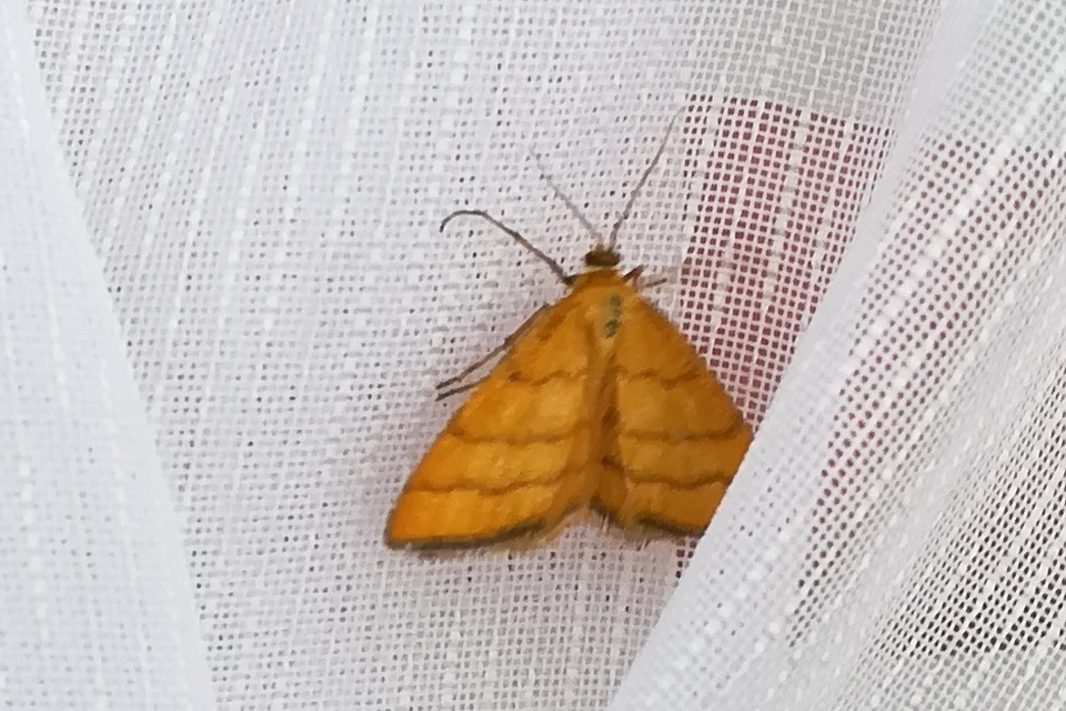 Idaea aureolaria - aranyos sávosaraszoló