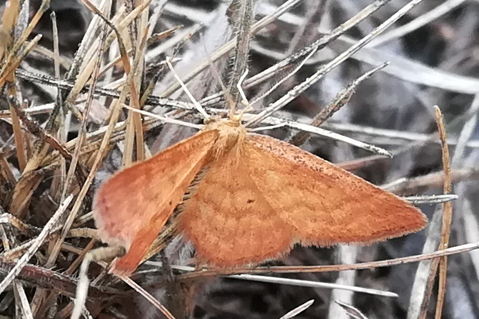 Idaea serpentata - kis sávosaraszoló