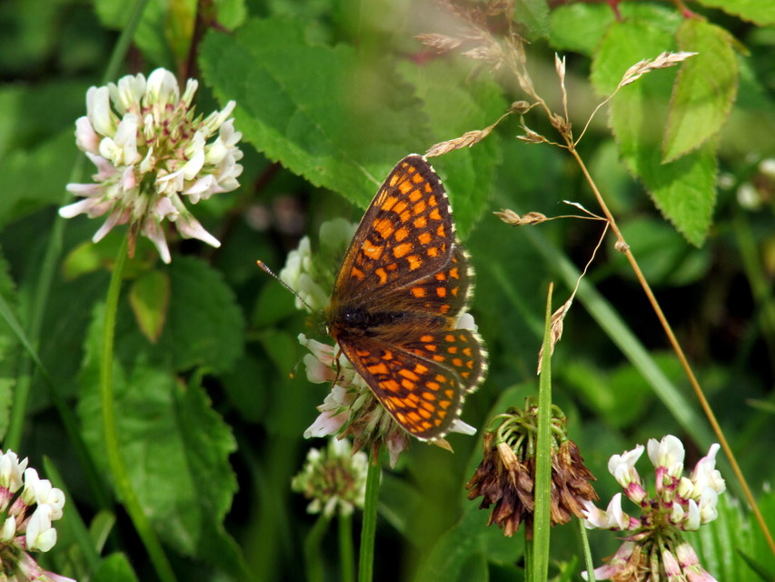 Melitaea athalia - közönséges tarkalepke