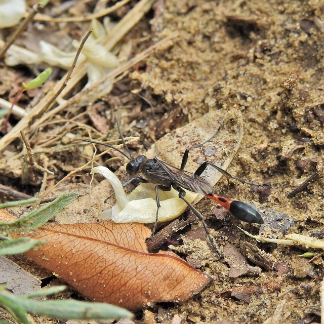 Ammophila sabulosa - homoki hernyóölődarázs