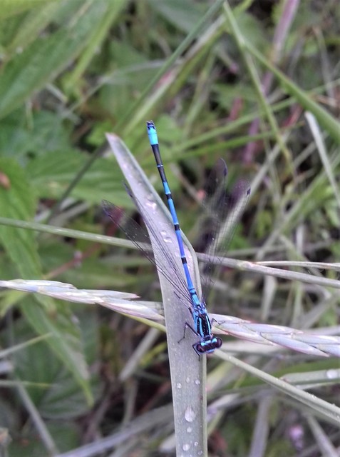 Coenagrion puella - azúrkék légivadász