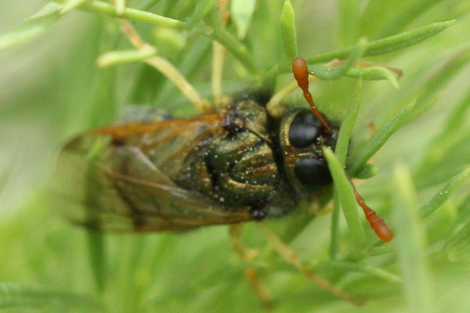 Abia nitens