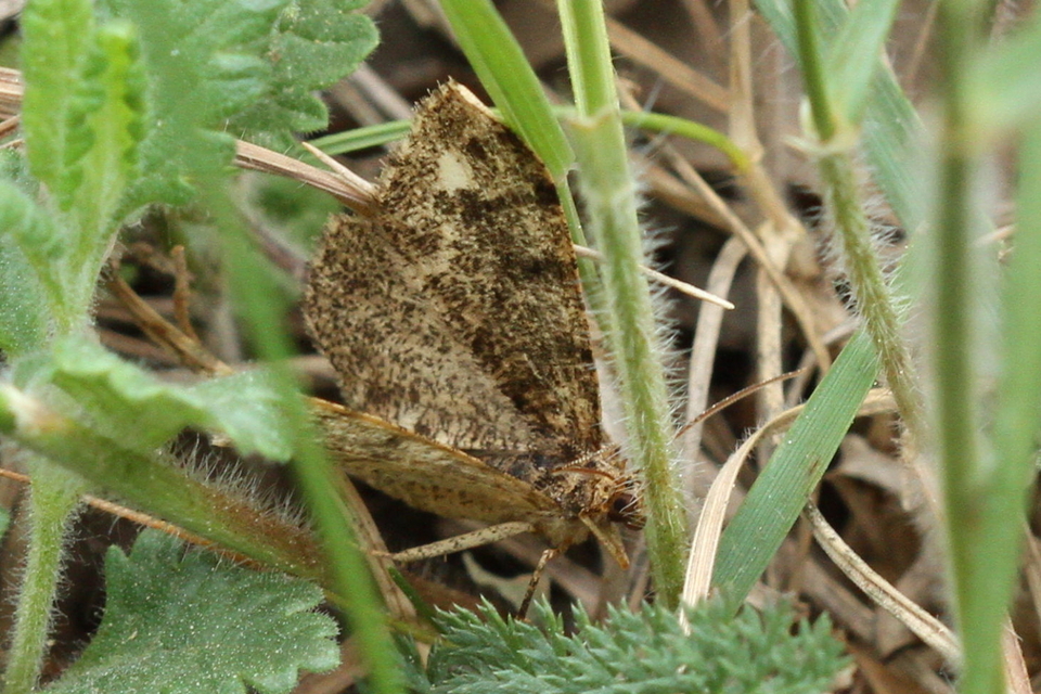 Parectropis similaria - barna zuzmóaraszoló
