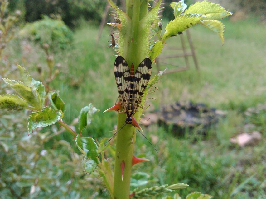 Panorpa vulgaris