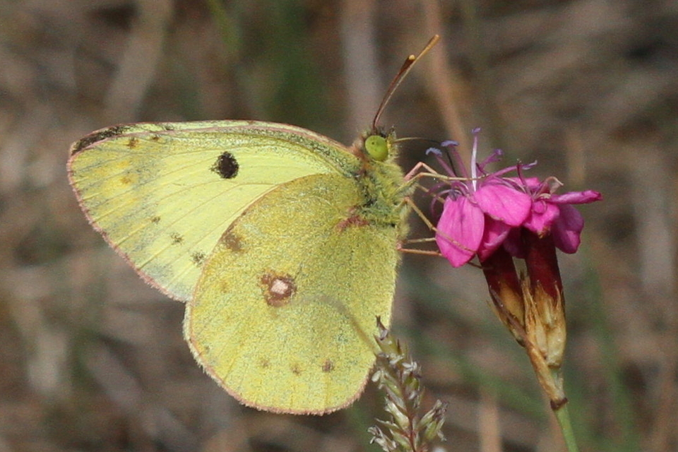 Colias alfacariensis - déli kéneslepke