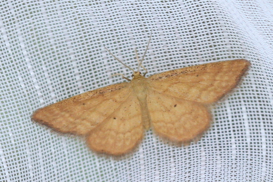 Idaea serpentata - kis sávosaraszoló