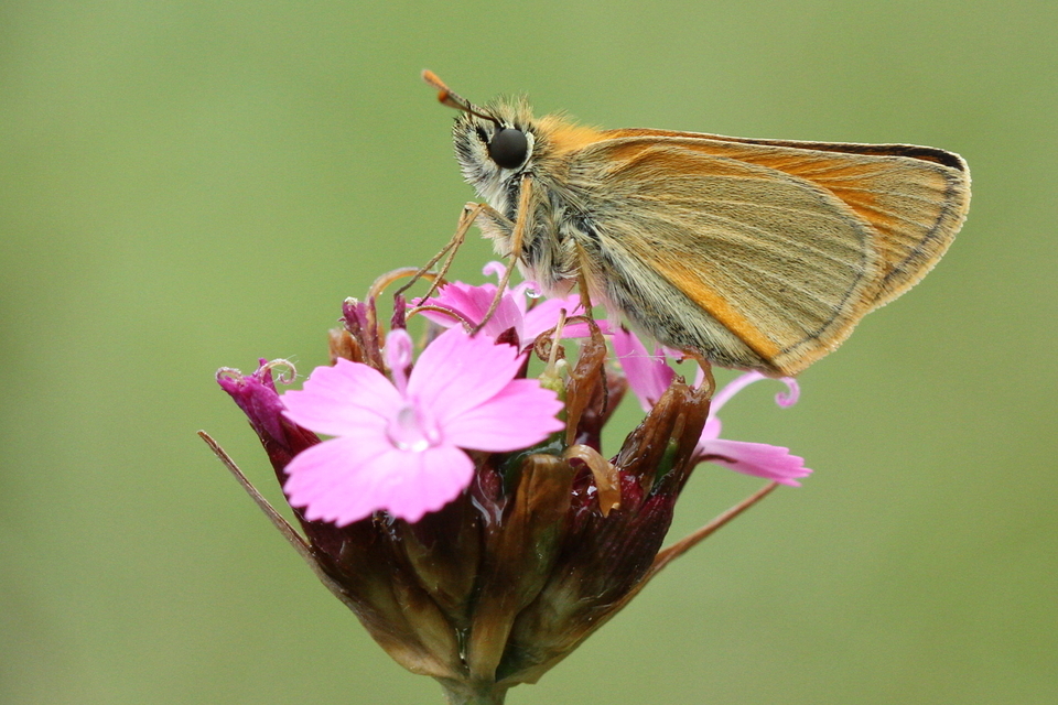 Thymelicus sylvestris - barna busalepke