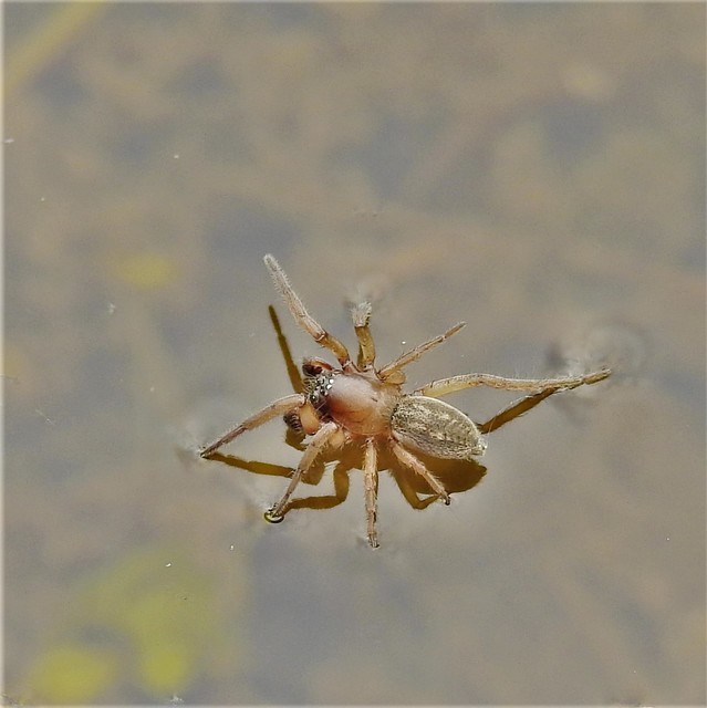 Haplodrassus