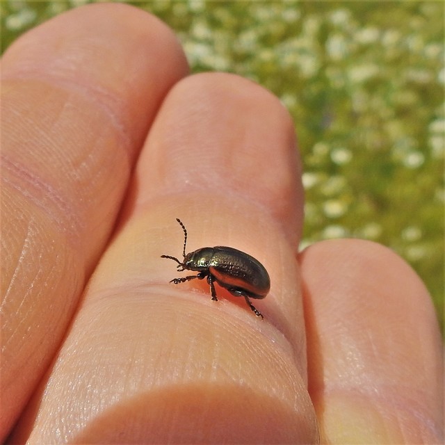 Chrysolina marginata - nyúlánk szegélyeslevelész