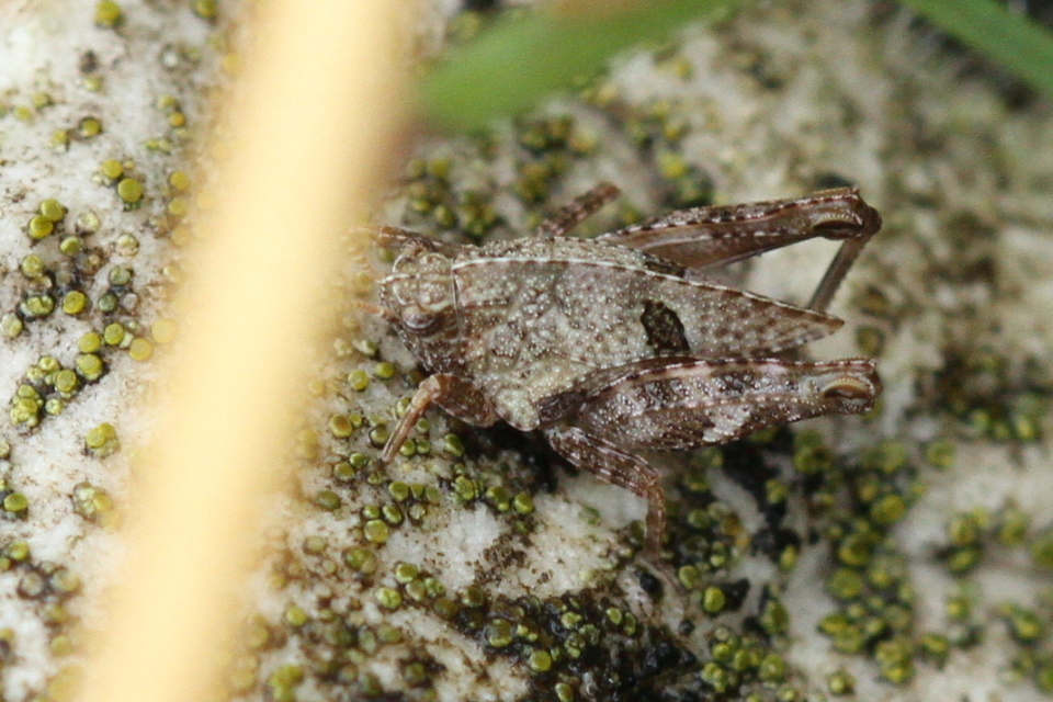 Tetrix bipunctata - kétpettyes tövishátúsáska