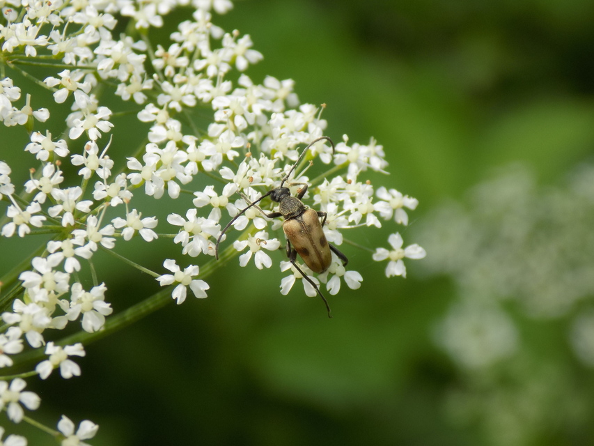 Pachytodes cerambyciformis - változékony virágcincér
