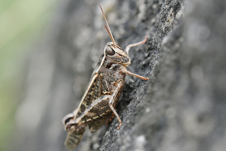 Calliptamus italicus - olaszsáska