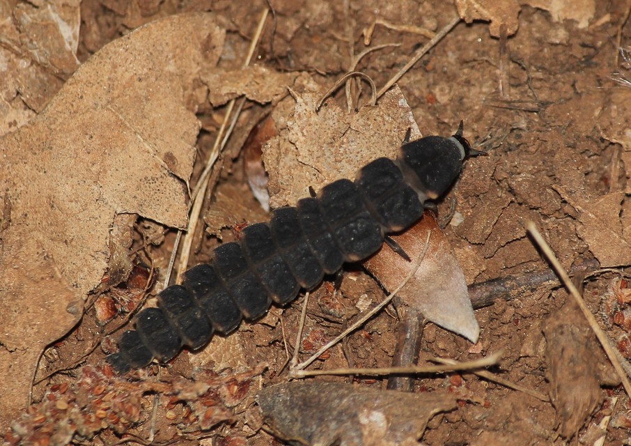 Lampyris noctiluca - nagy szentjánosbogár