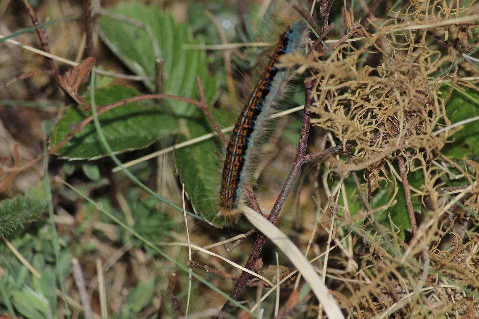 Malacosoma castrensis - kutyatejszövő