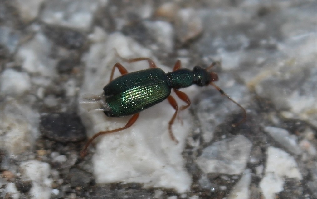 Drypta dentata - atlaszfutó