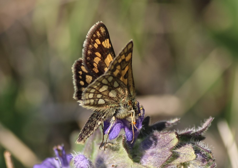 Carterocephalus palaemon - kockás busalepke