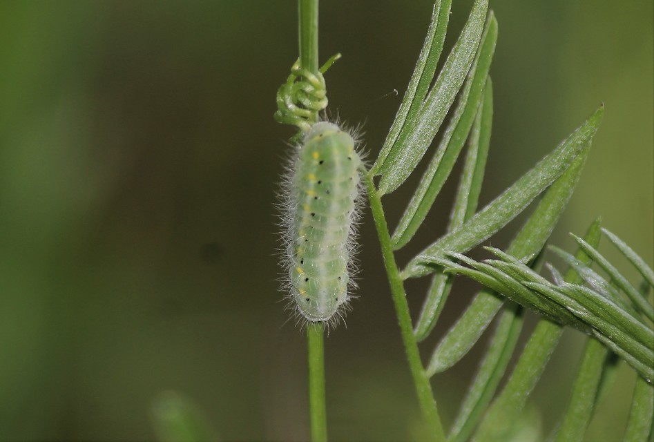 Zygaena loti - közönséges csüngőlepke