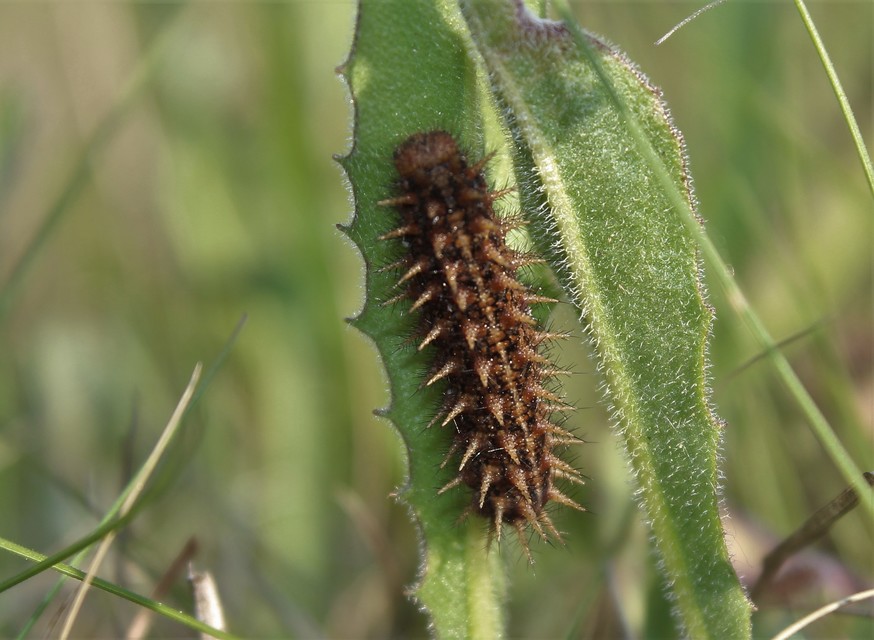 Argynnis adippe - ezüstös gyöngyházlepke