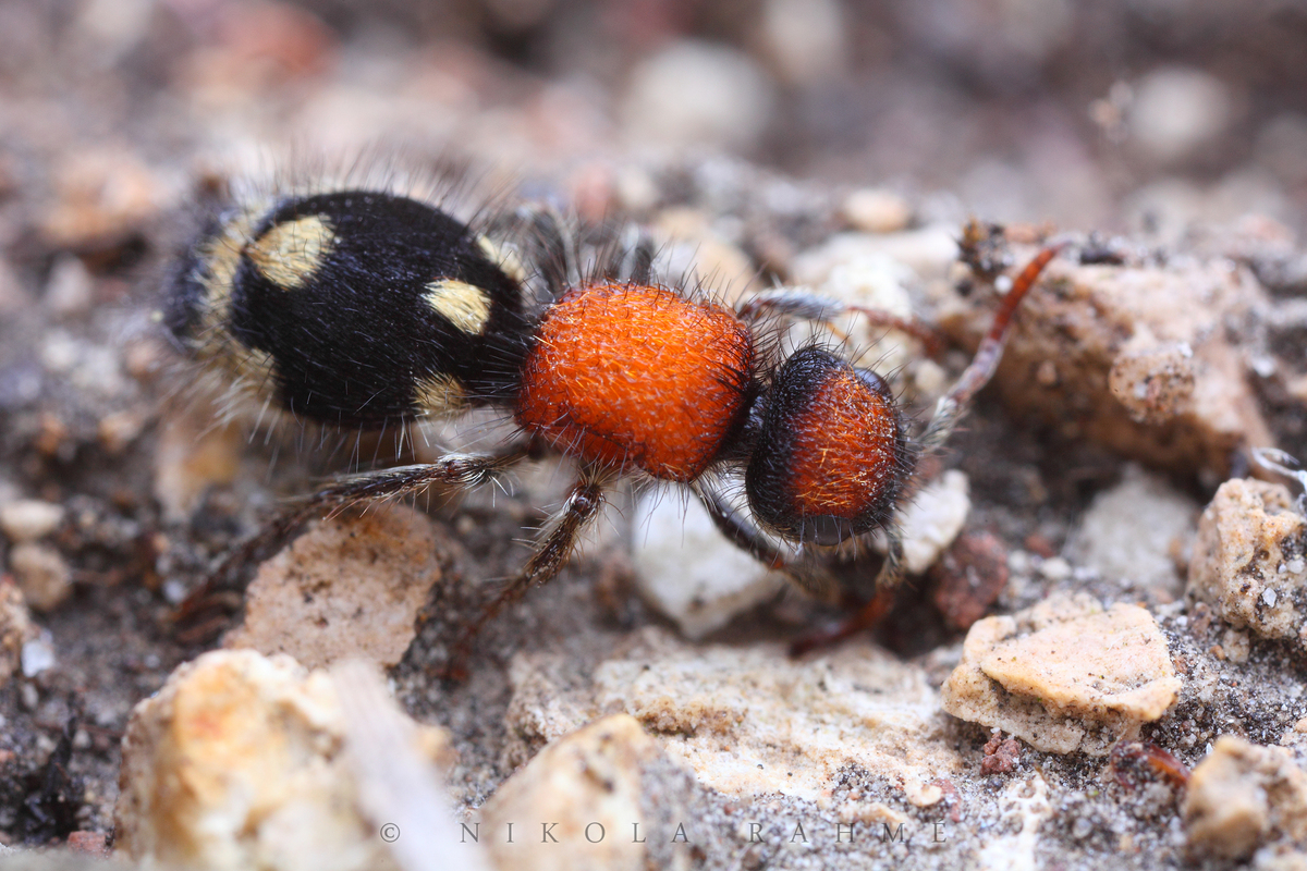 Ronisia brutia - pompás hangyadarázs
