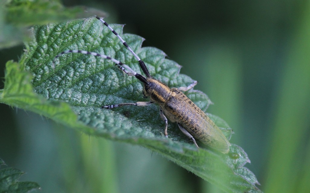 Agapanthia villosoviridescens - fehérgyűrűs bogáncscincér