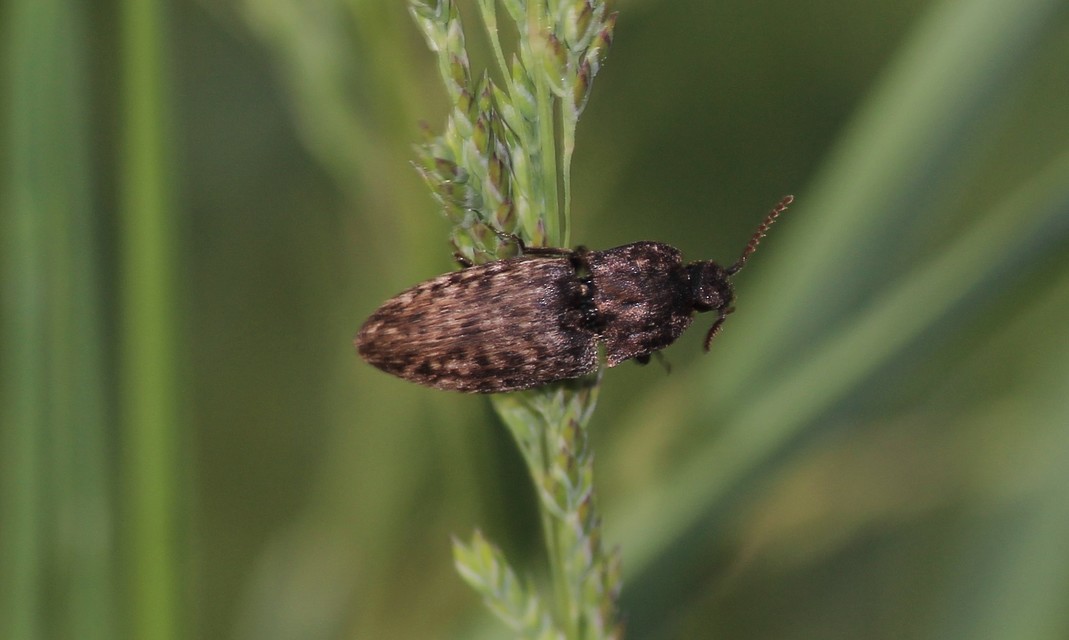 Agrypnus murinus - egérszínű pikkelyespattanó