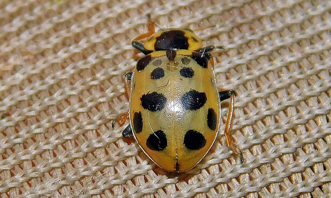 Hippodamia tredecimpunctata - mocsári katica