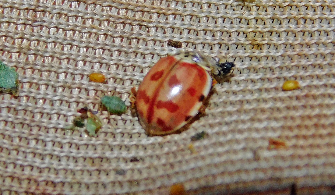 Harmonia quadripunctata - négypettyes katica