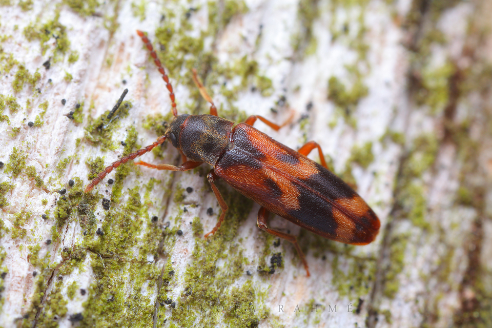 Hypulus quercinus - tölgy-komorka Hypulus quercinus - tölgy-komorka