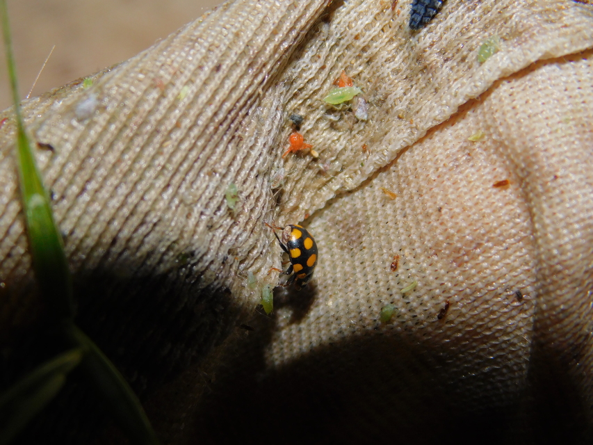 Coccinula quatuordecimpustulata - feketesárga katóka