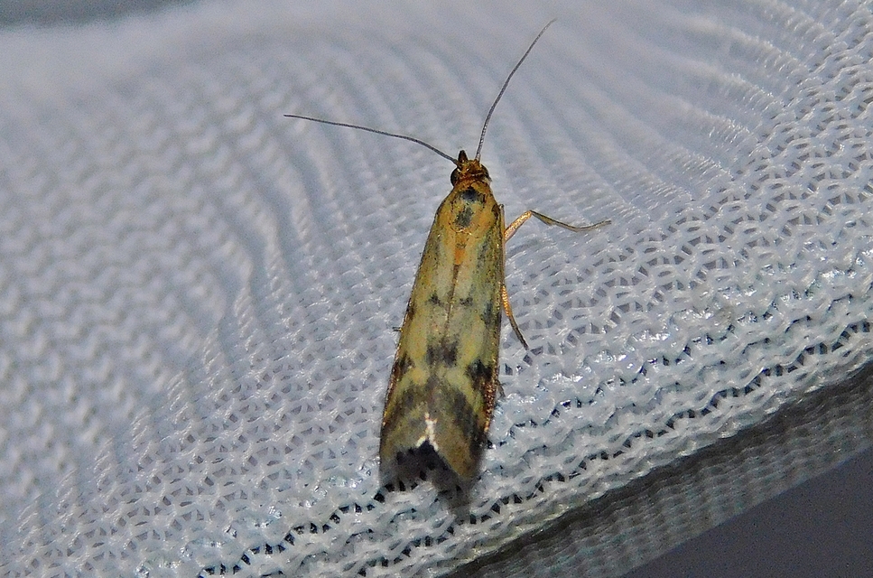 Homoeosoma sinuella - agyagsárga karcsúmoly