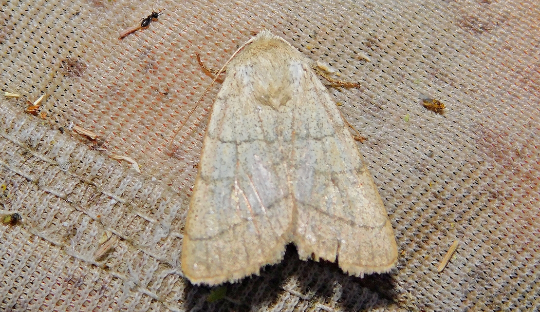Charanyca trigrammica - háromsávos lombbagoly