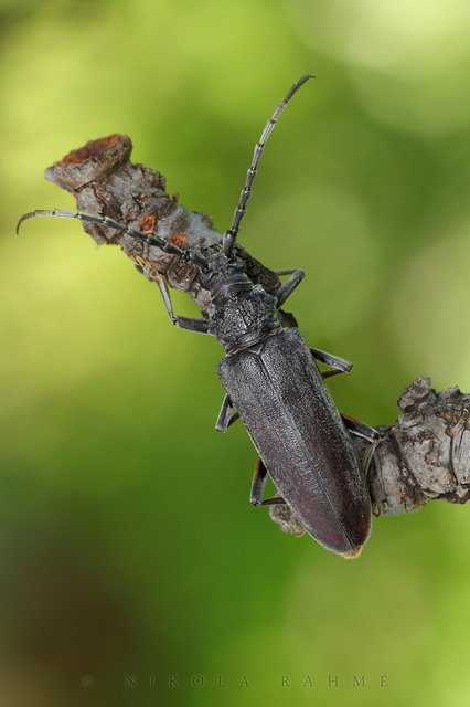 Cerambyx carinatus