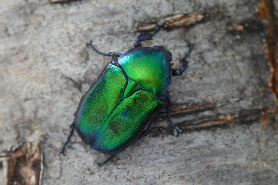 Protaetia angustata