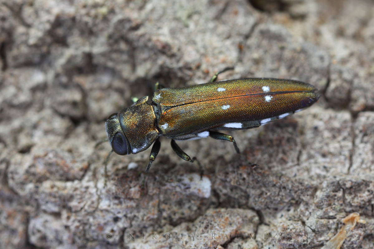 Agrilus ater - hatpettyes karcsúdíszbogár