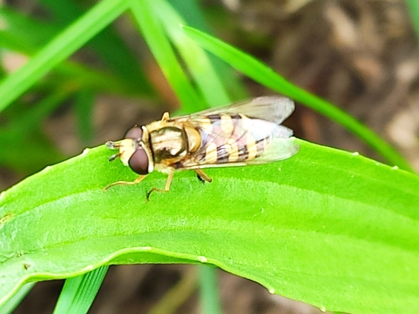 Eupeodes corollae - gyakori mezeilégy